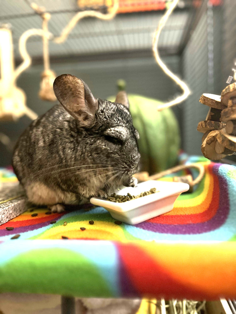 Chinchillas
