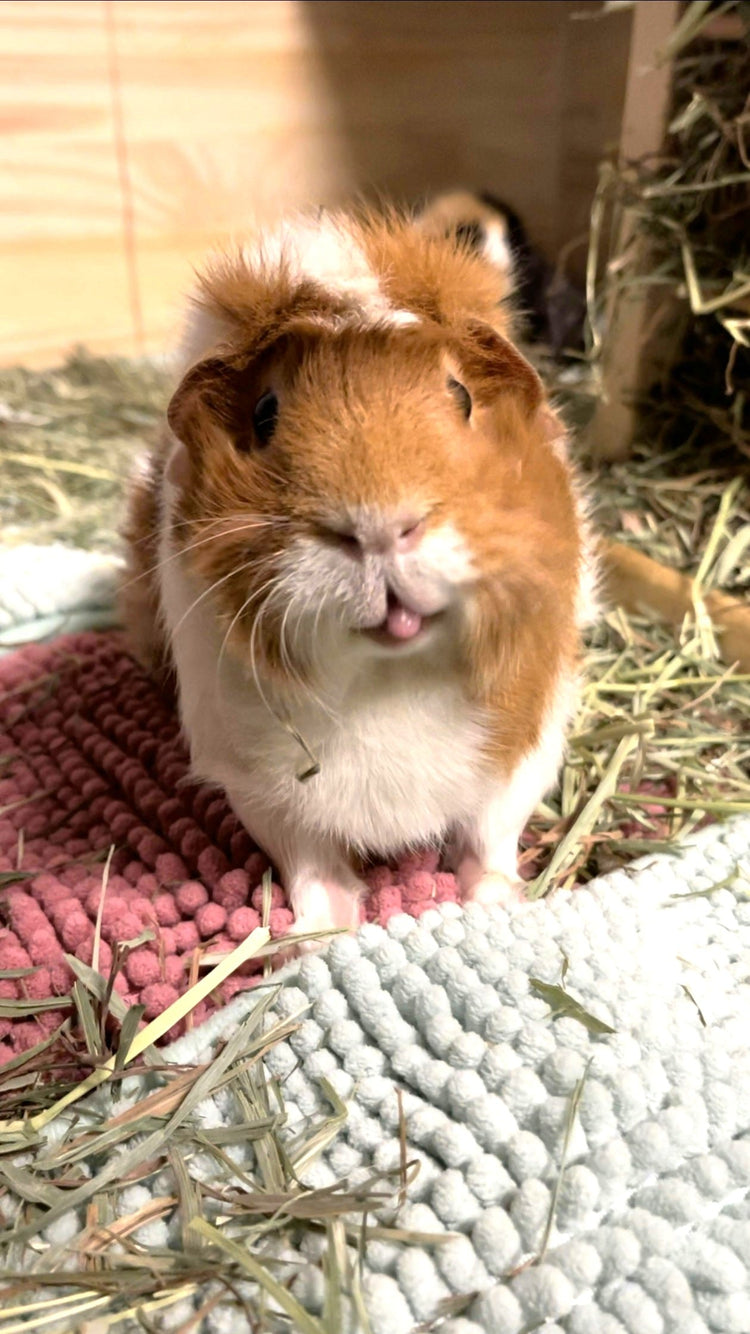 Guinea Pigs