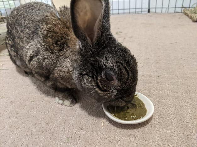 Bulk Recovery Food and/or Emergency Kits for Rabbits