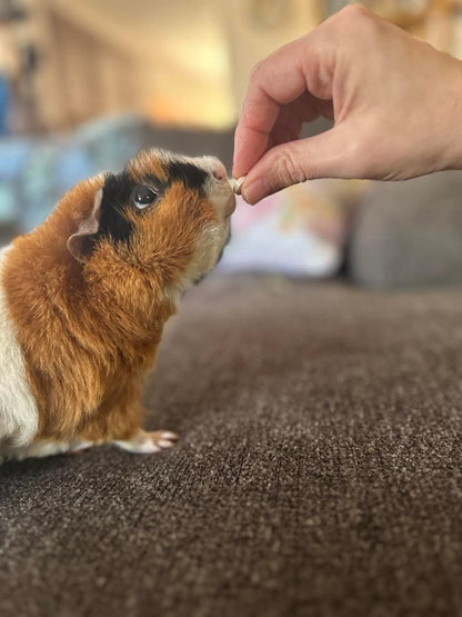 Digestive Support Tablet