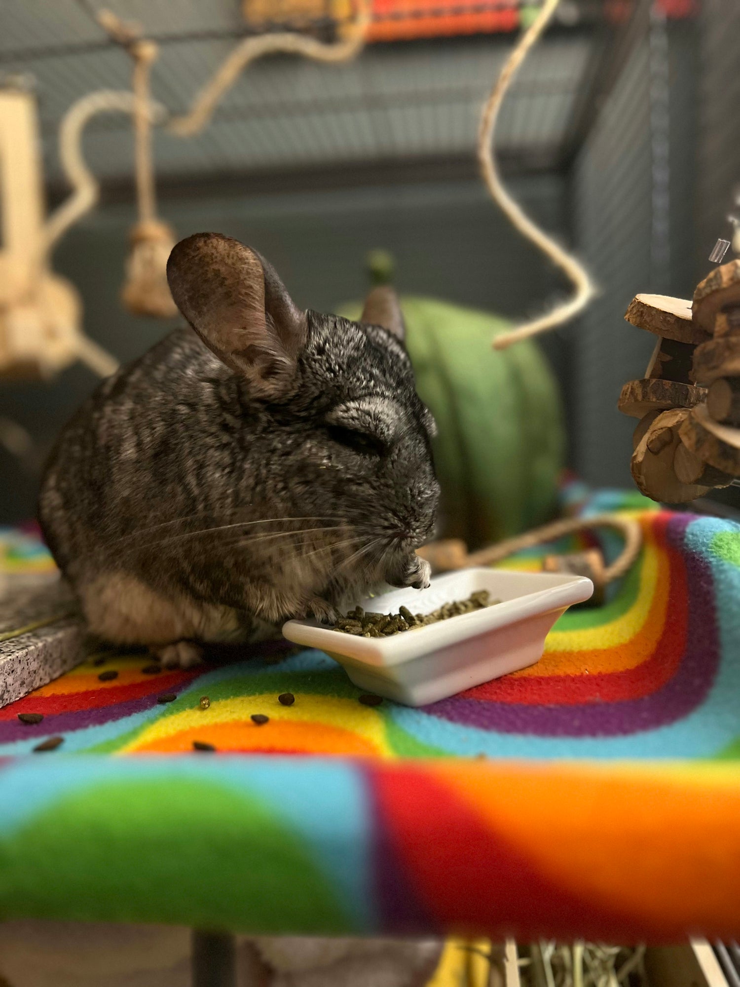 Chinchilla eating Sherwood pellets