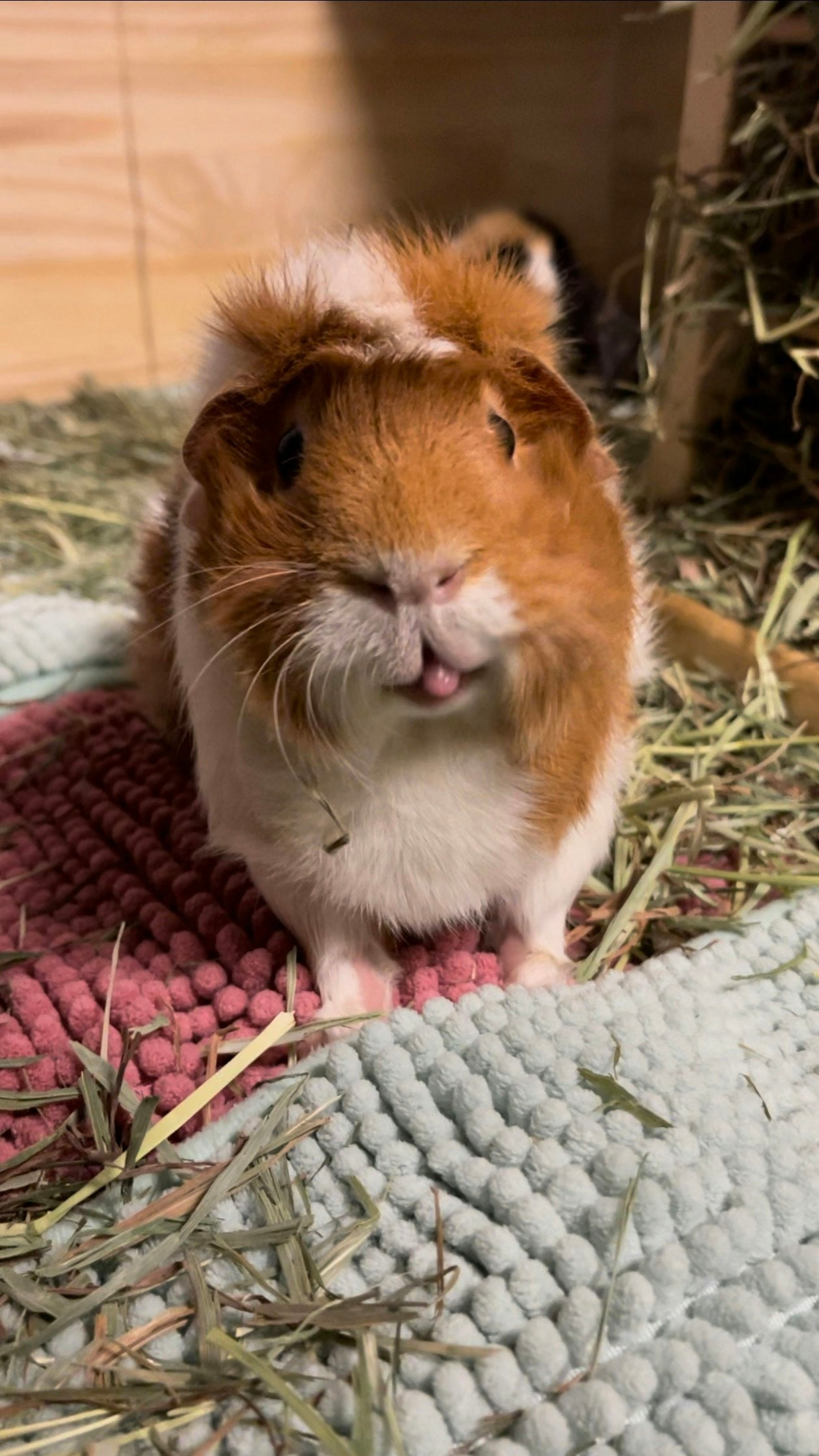 Orange and white guinea pig sticking its tongue out