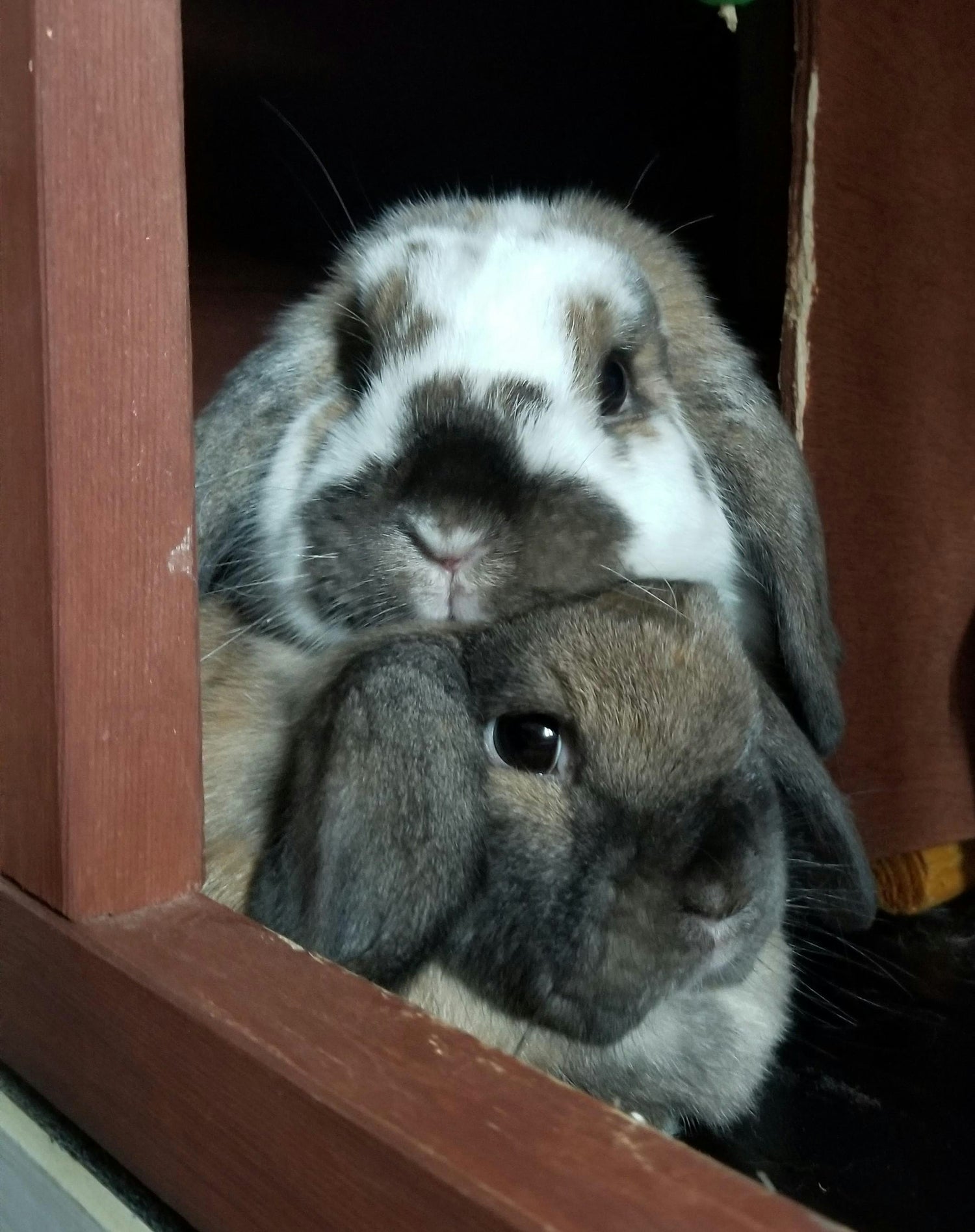 White spotted rabbit laying on a light brown rabbit