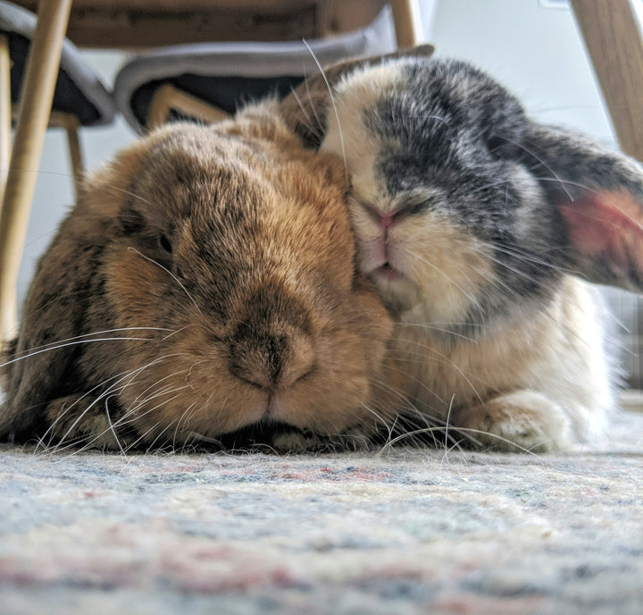 Image showing two rabbits right next to each other